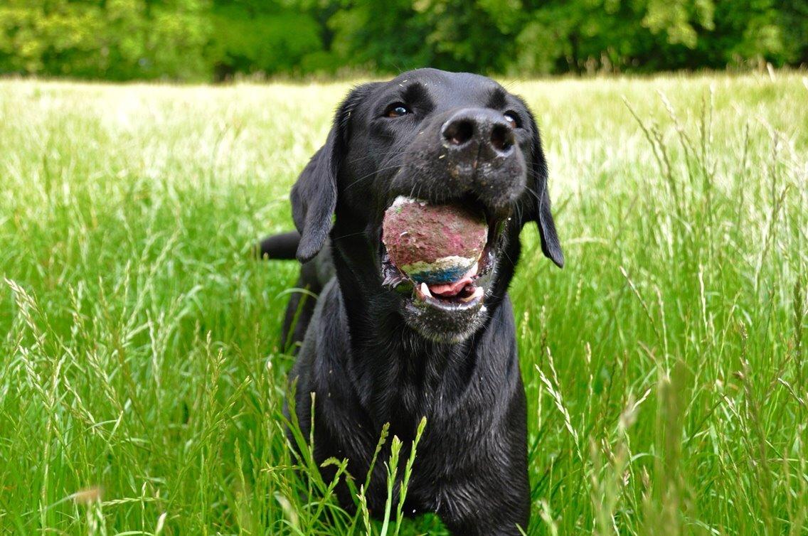 Labrador retriever Junior billede 44