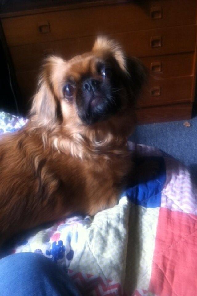 Pekingeser Lady billede 2