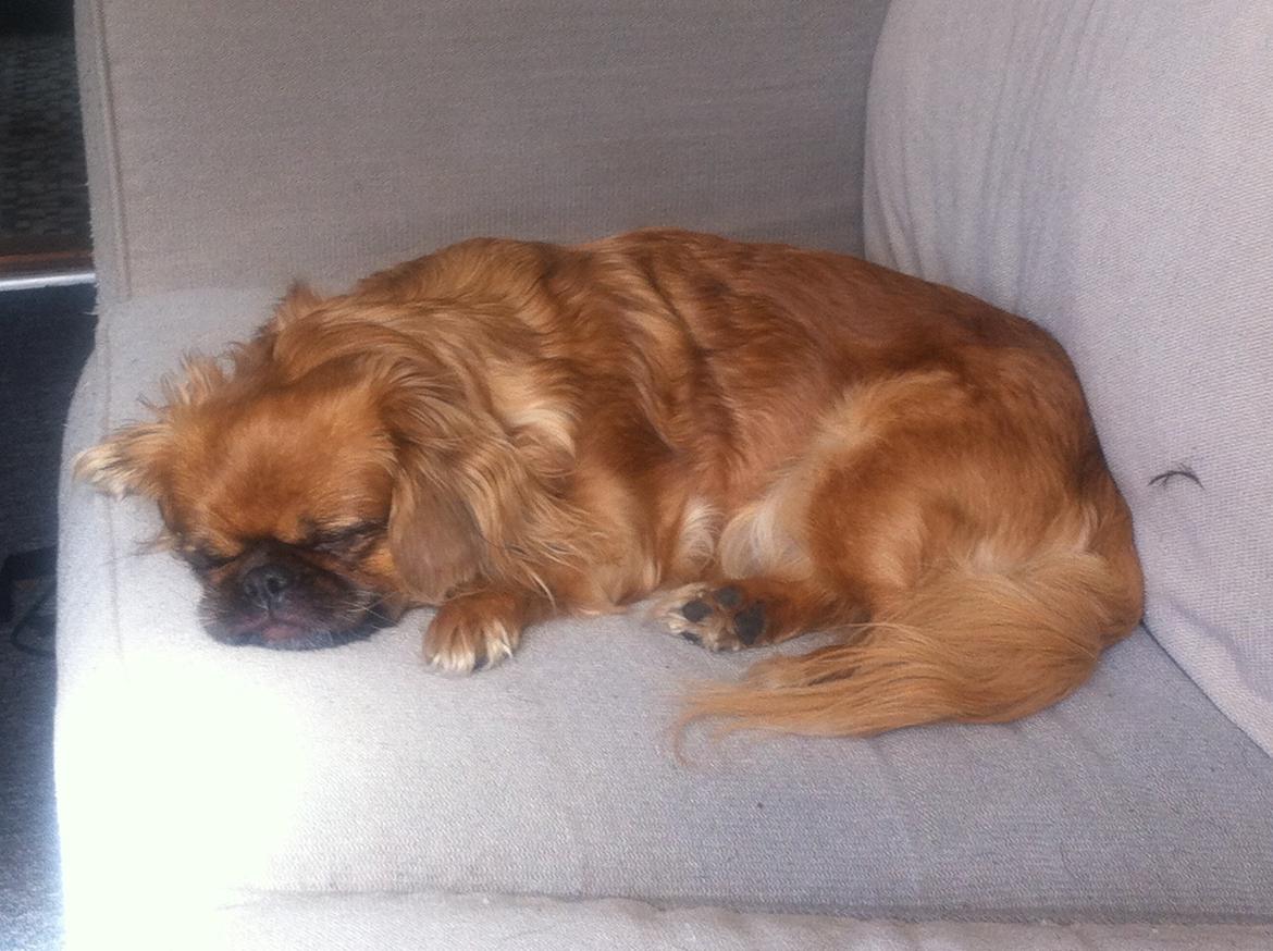 Pekingeser Lady billede 3