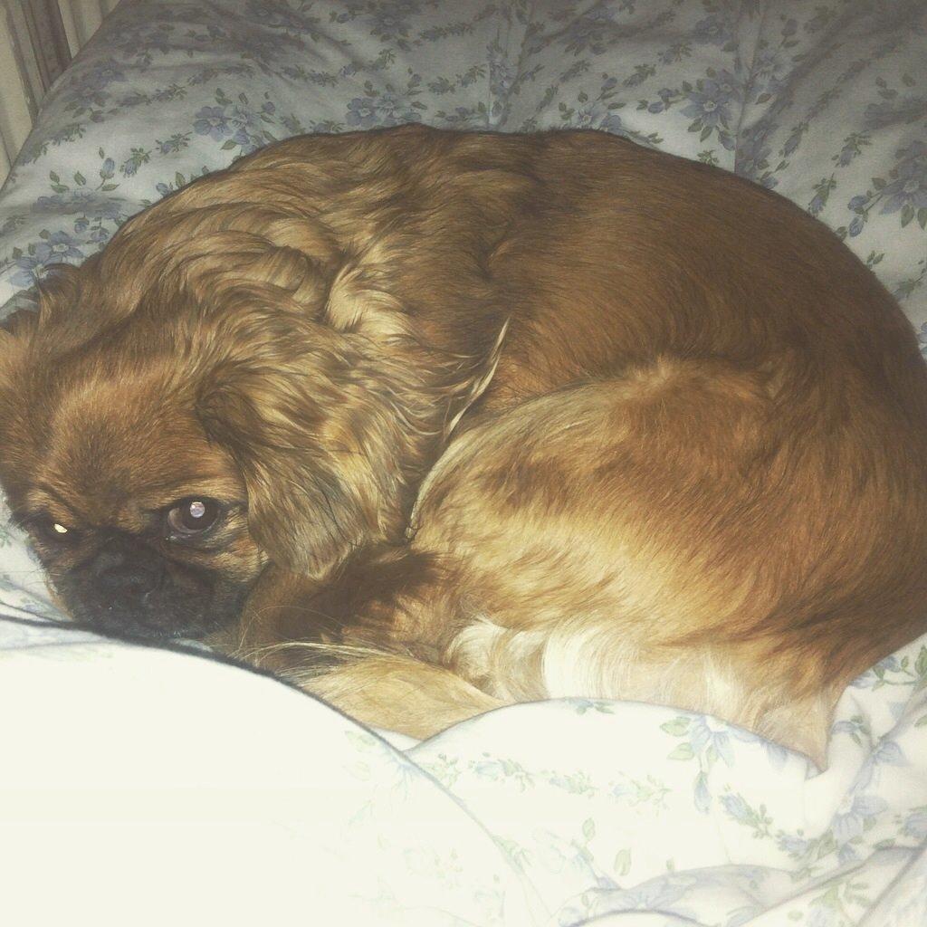 Pekingeser Lady billede 4