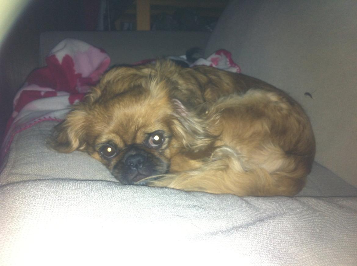 Pekingeser Lady billede 5