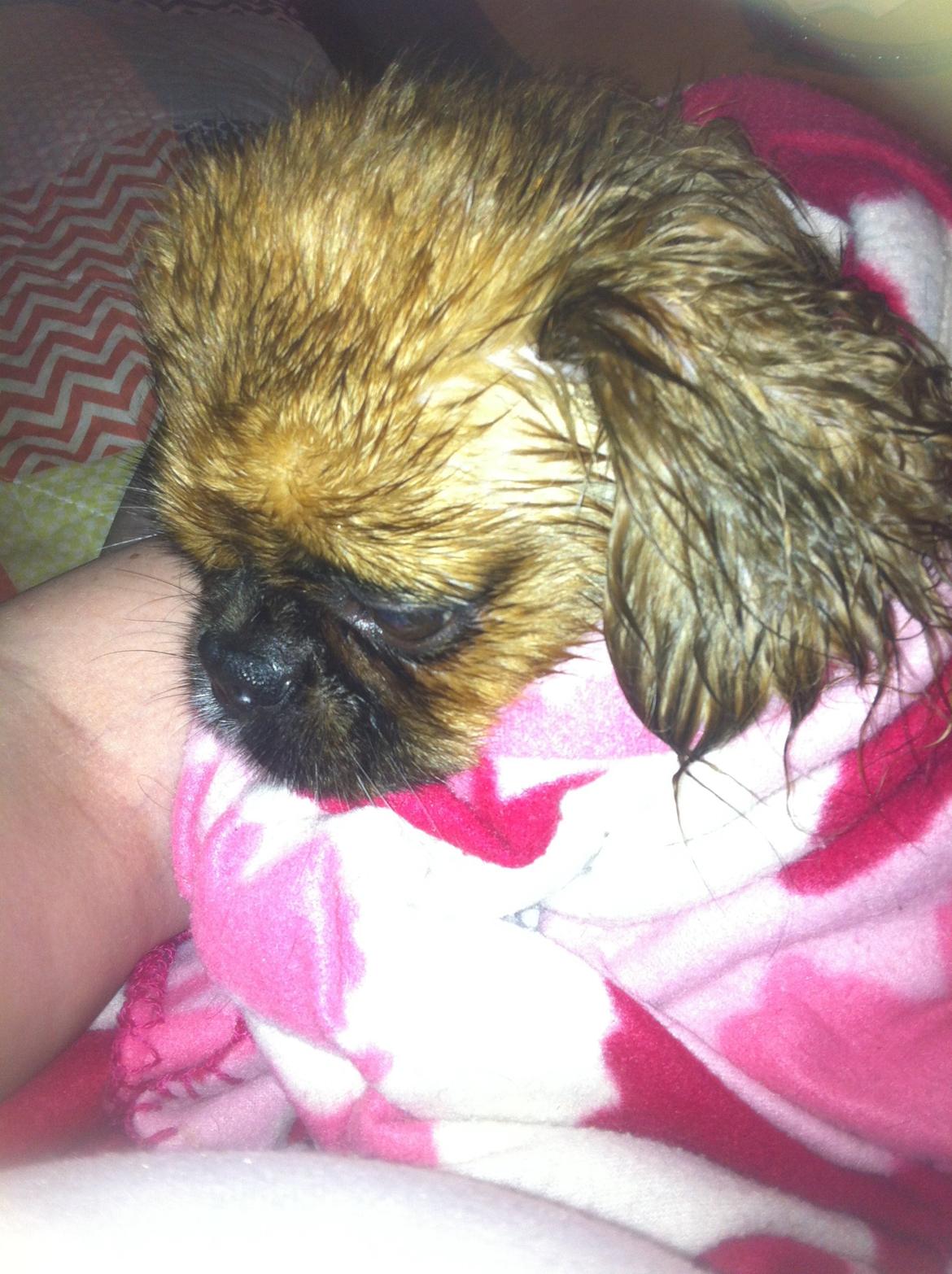 Pekingeser Lady billede 6