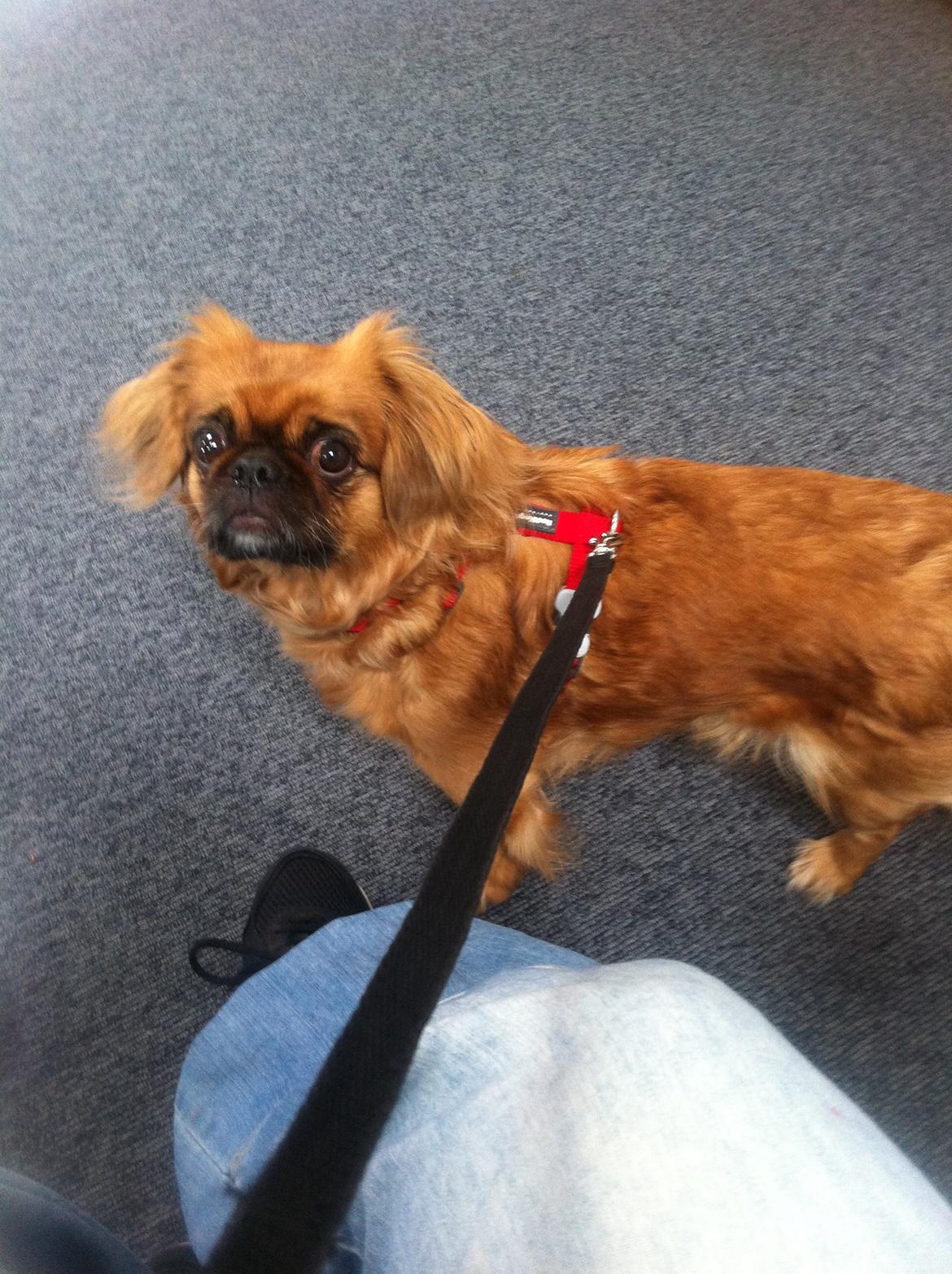 Pekingeser Lady billede 7