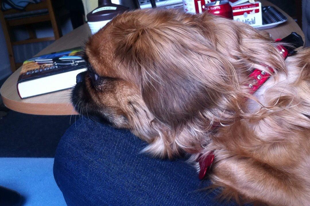 Pekingeser Lady billede 10