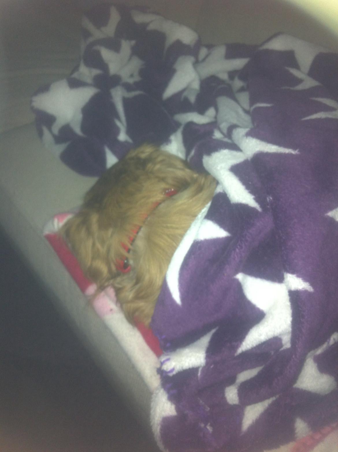 Pekingeser Lady billede 11