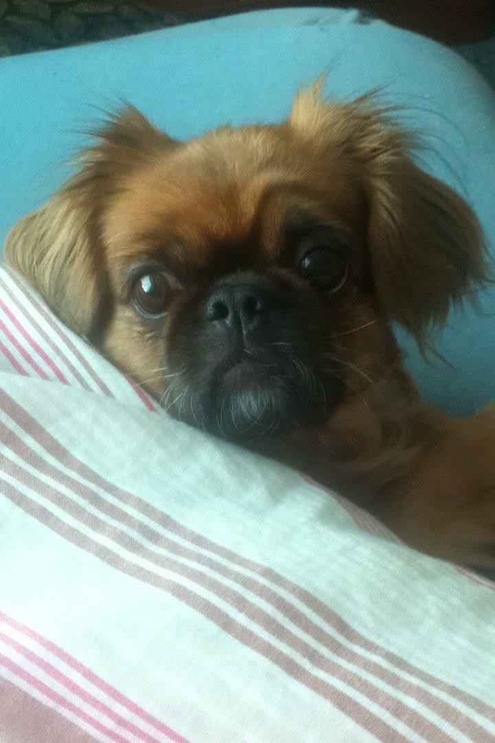 Pekingeser Lady billede 12