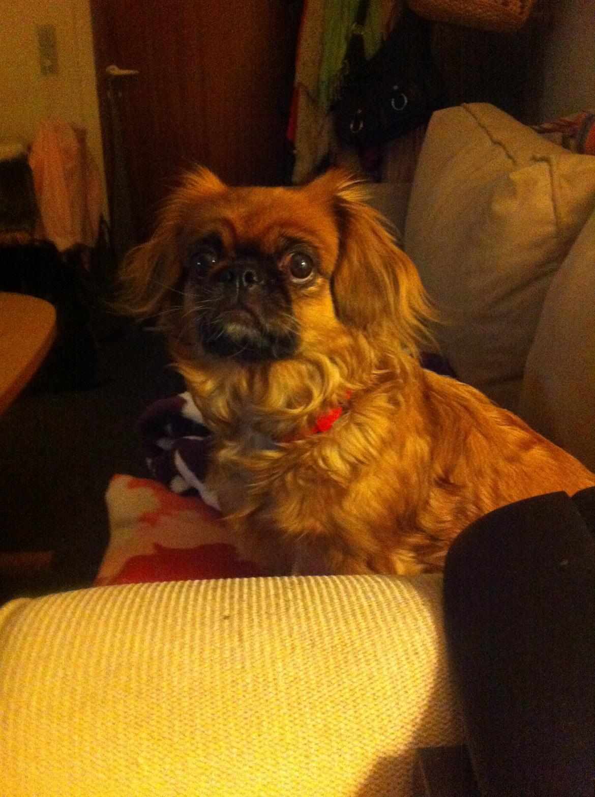 Pekingeser Lady billede 8