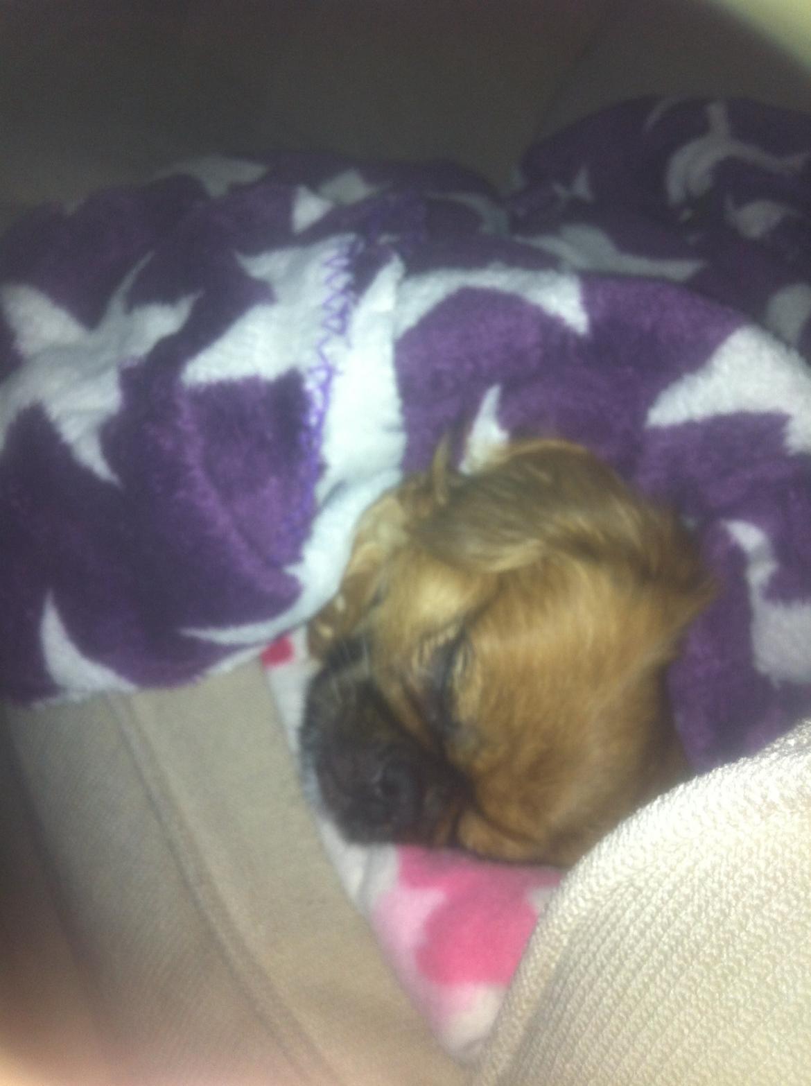 Pekingeser Lady billede 9