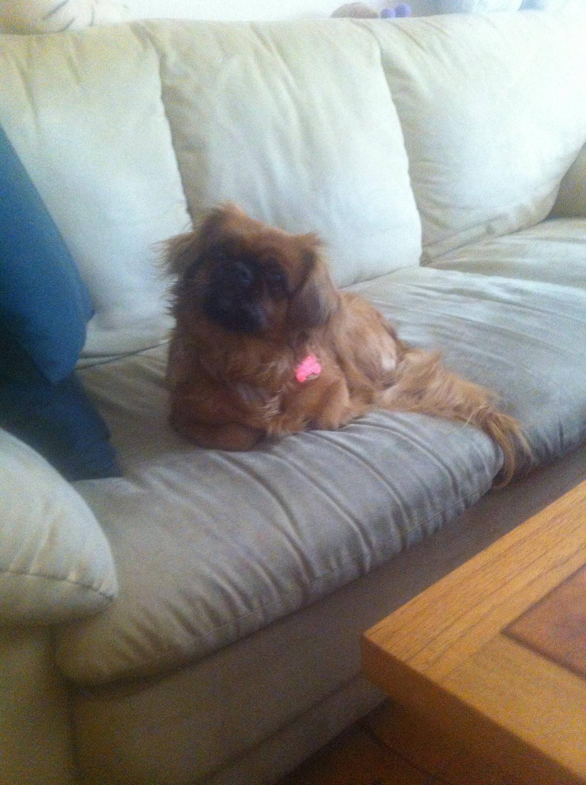 Pekingeser Lady billede 13