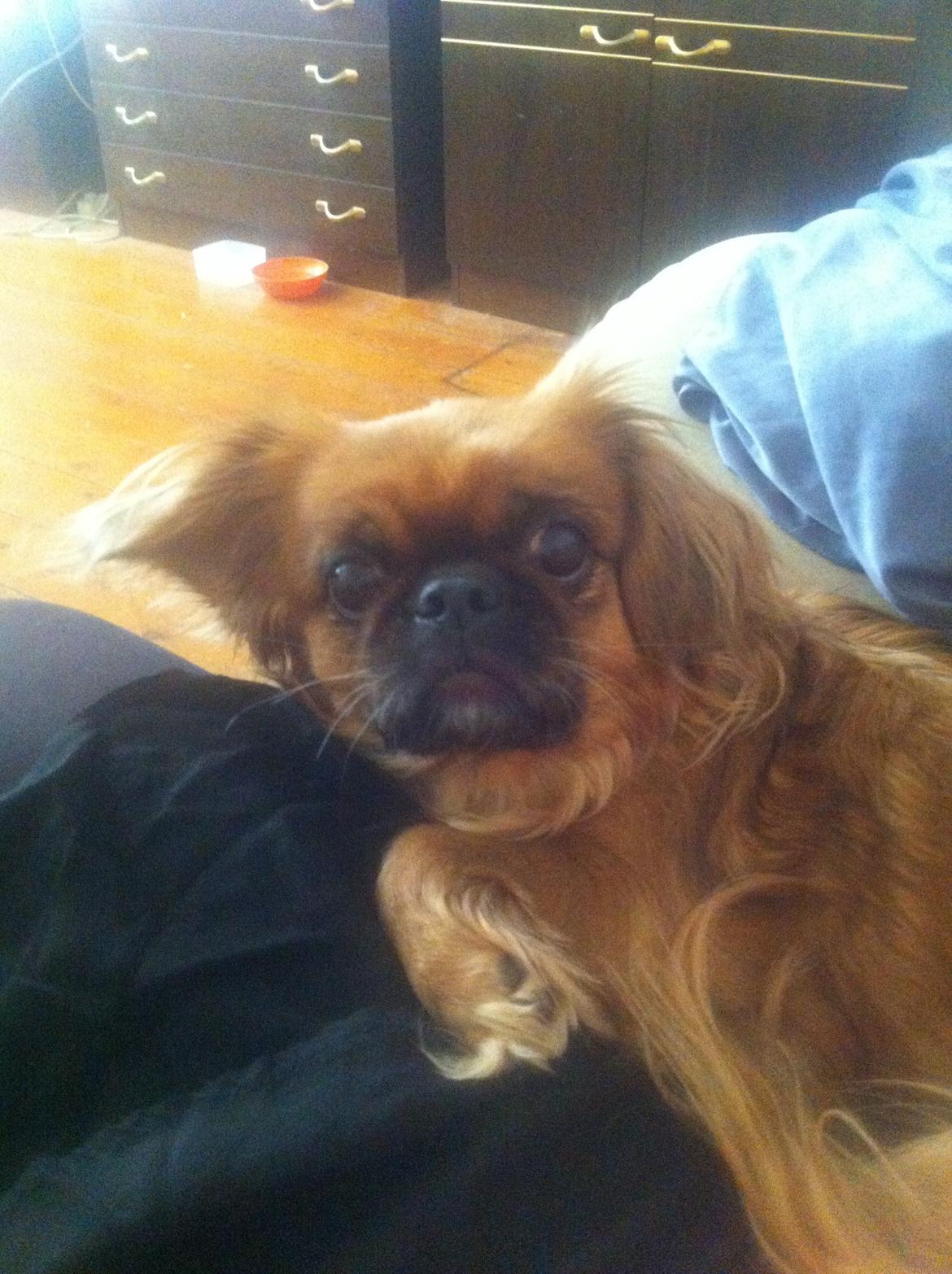 Pekingeser Lady billede 14