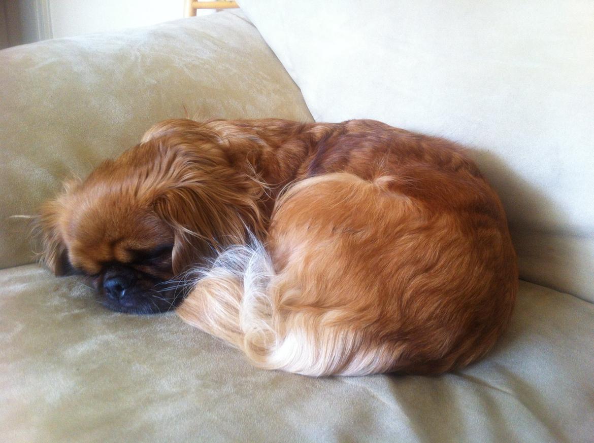 Pekingeser Lady billede 16