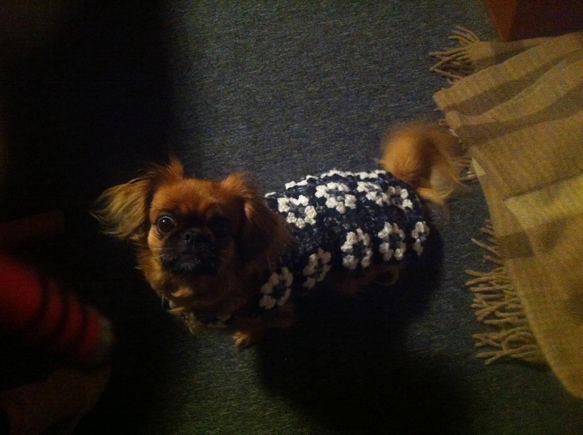 Pekingeser Lady billede 17