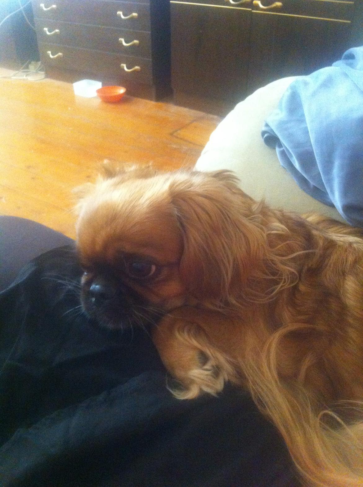 Pekingeser Lady billede 15