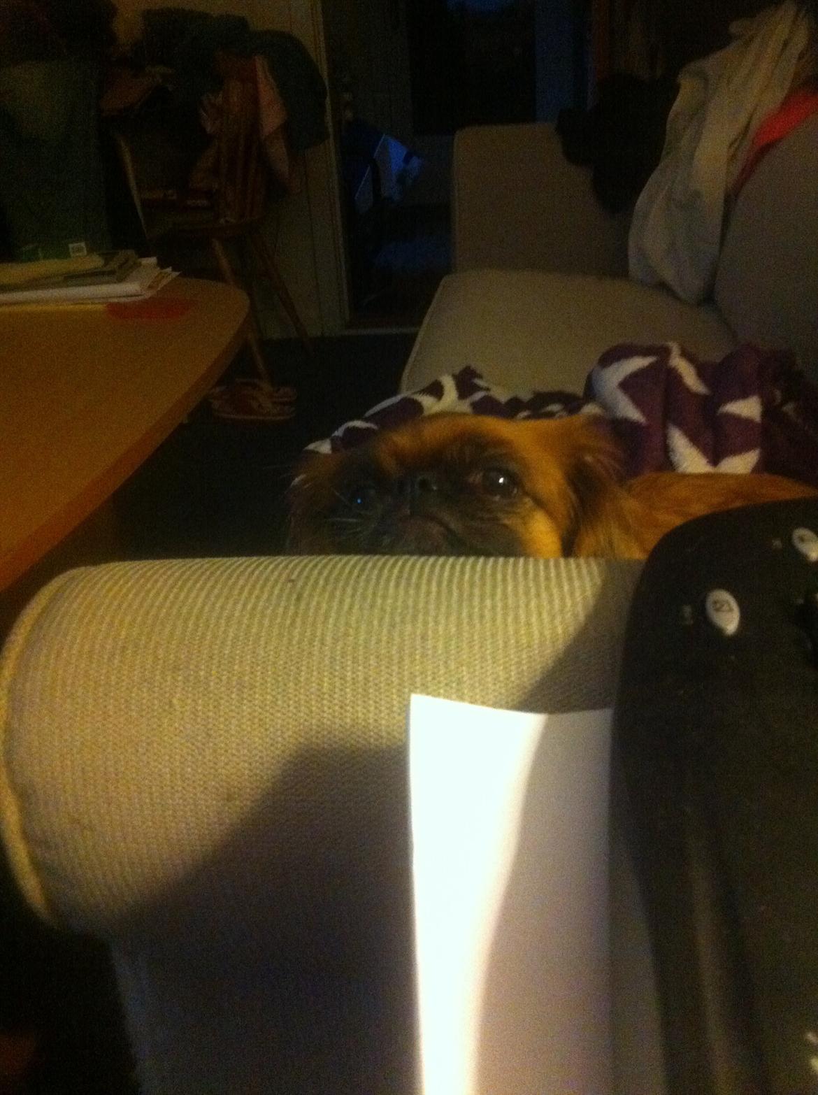 Pekingeser Lady billede 19