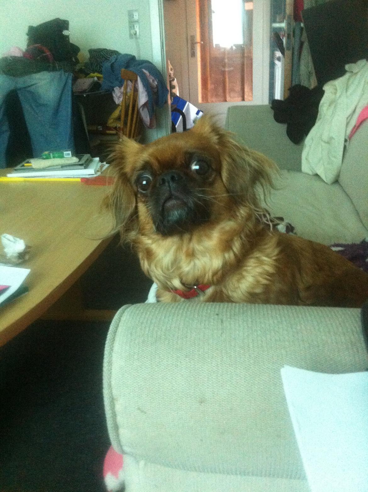 Pekingeser Lady billede 20