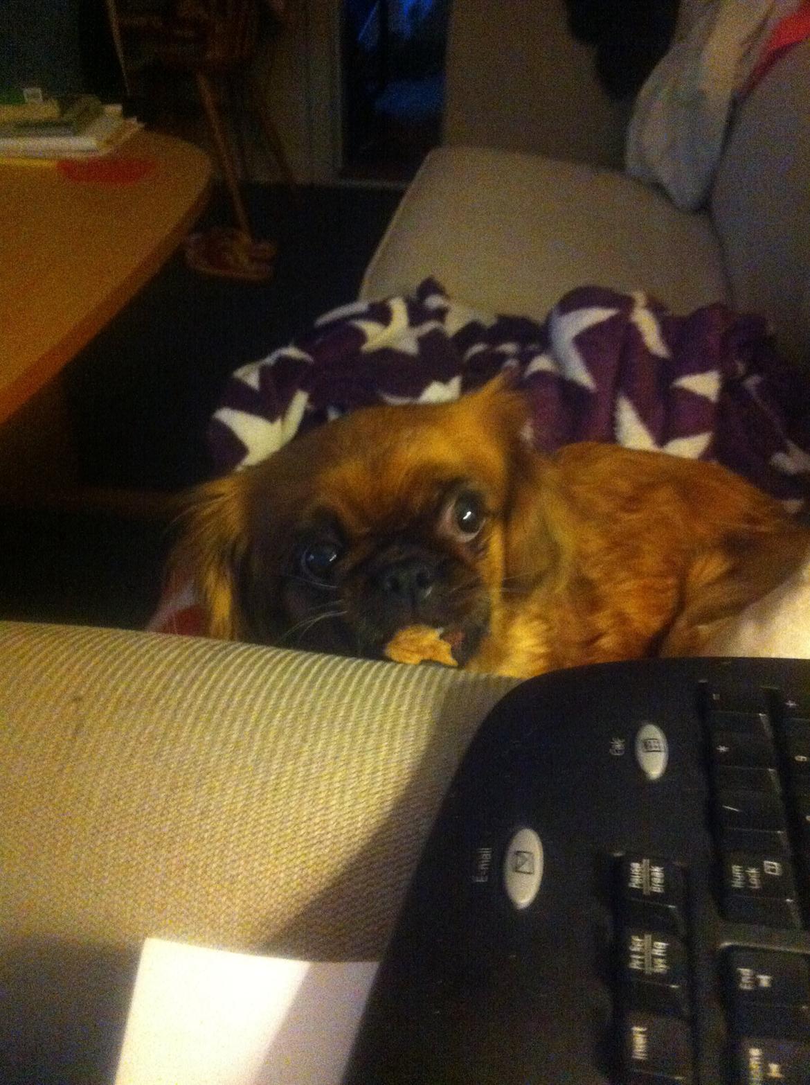 Pekingeser Lady billede 18