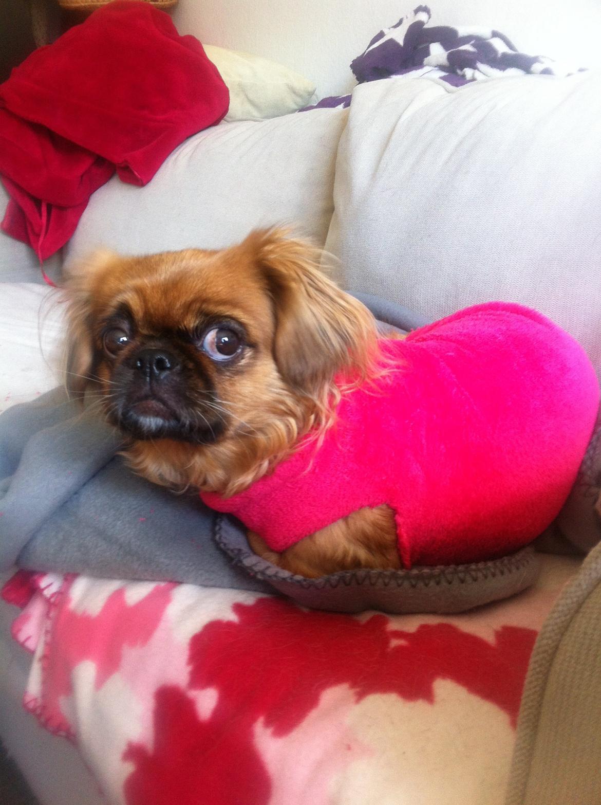 Pekingeser Lady billede 22