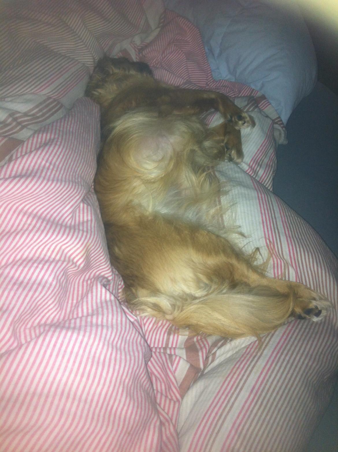 Pekingeser Lady billede 23