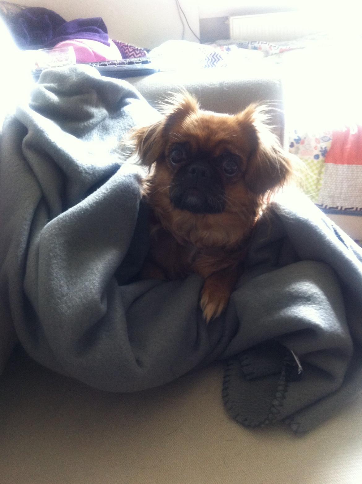 Pekingeser Lady billede 21