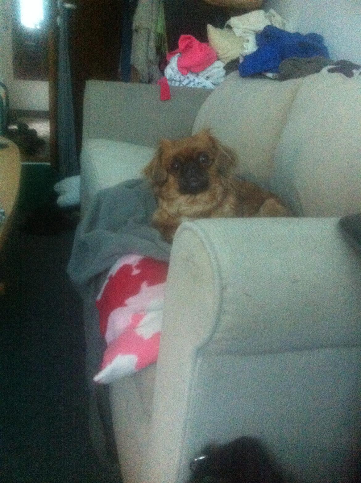 Pekingeser Lady billede 25