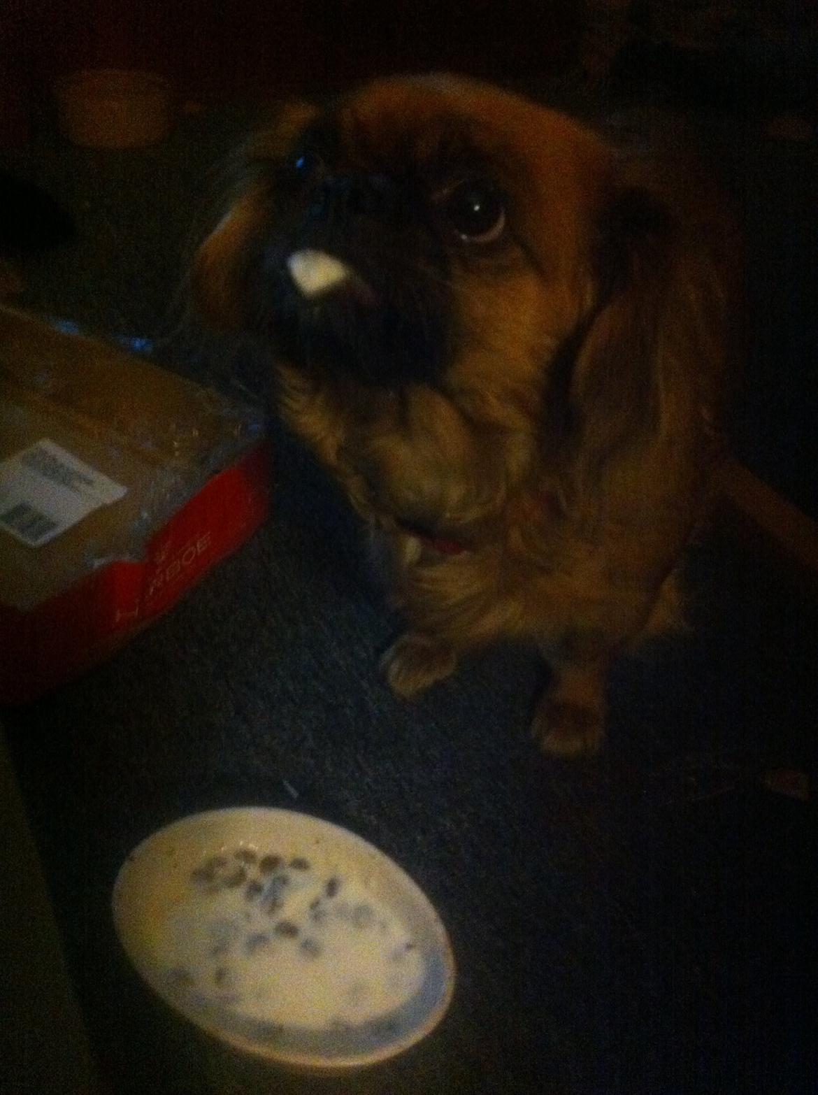 Pekingeser Lady billede 24