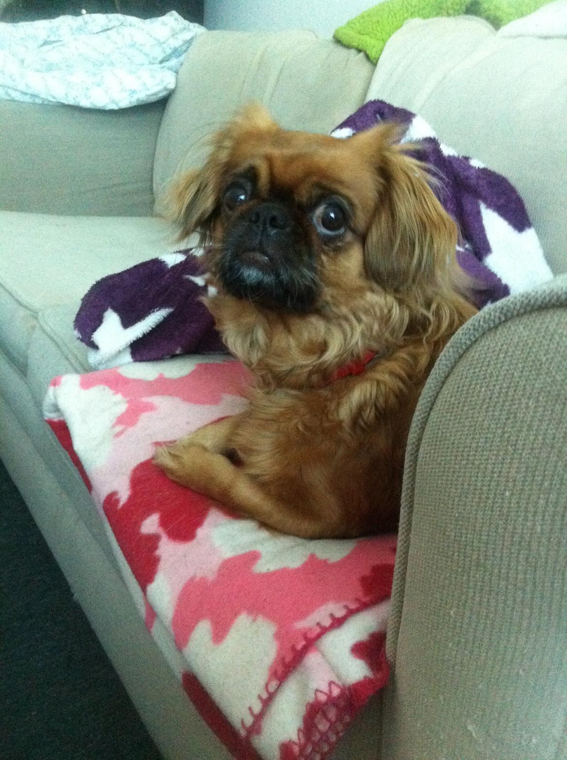 Pekingeser Lady billede 1