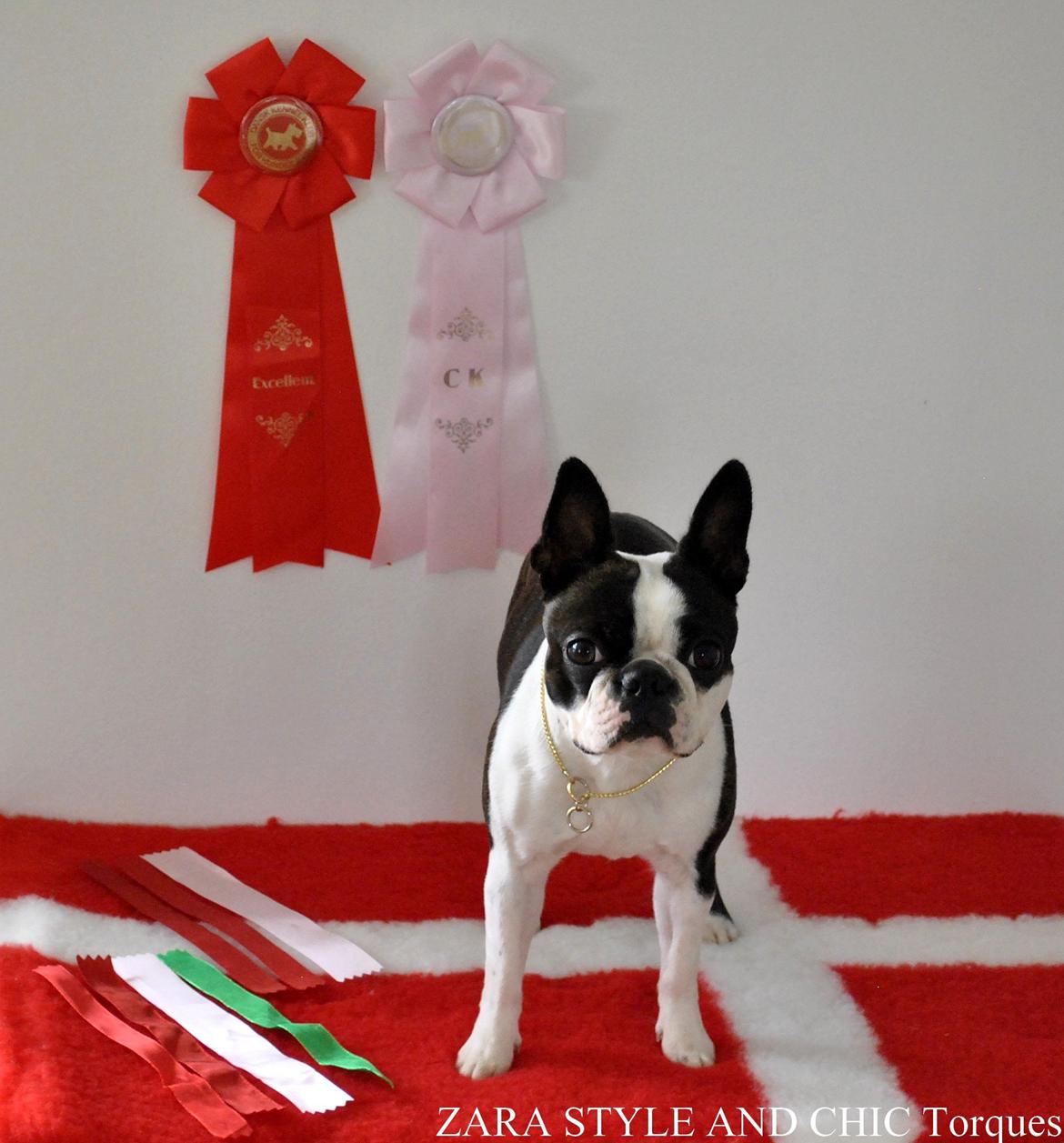Boston terrier ZARA STYLE AND CHIC Torques billede 5