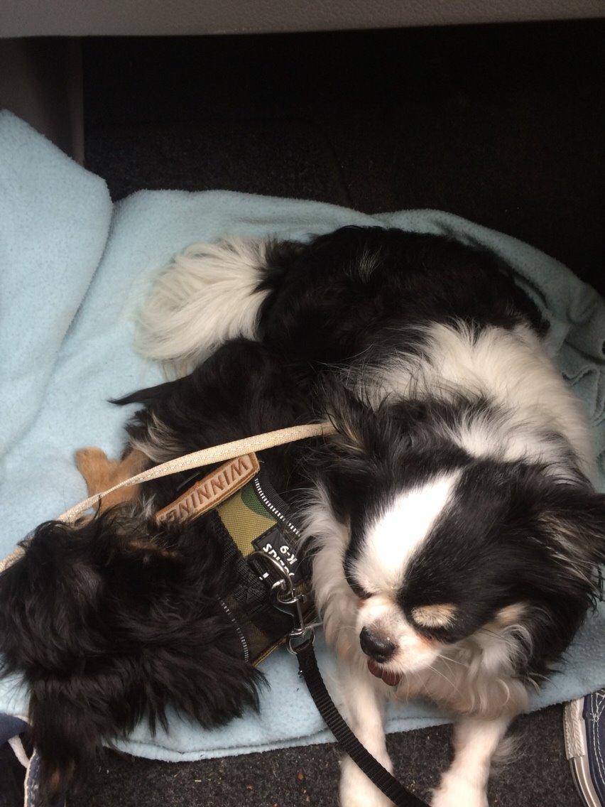 Blanding af racer Buddy billede 11