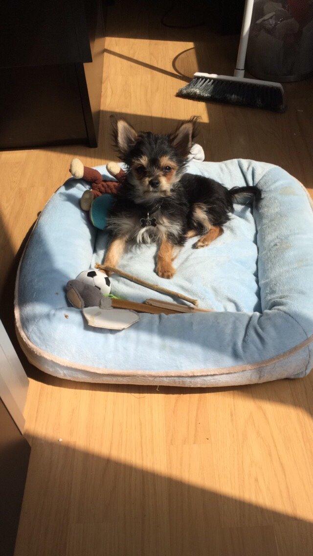 Blanding af racer Buddy billede 12