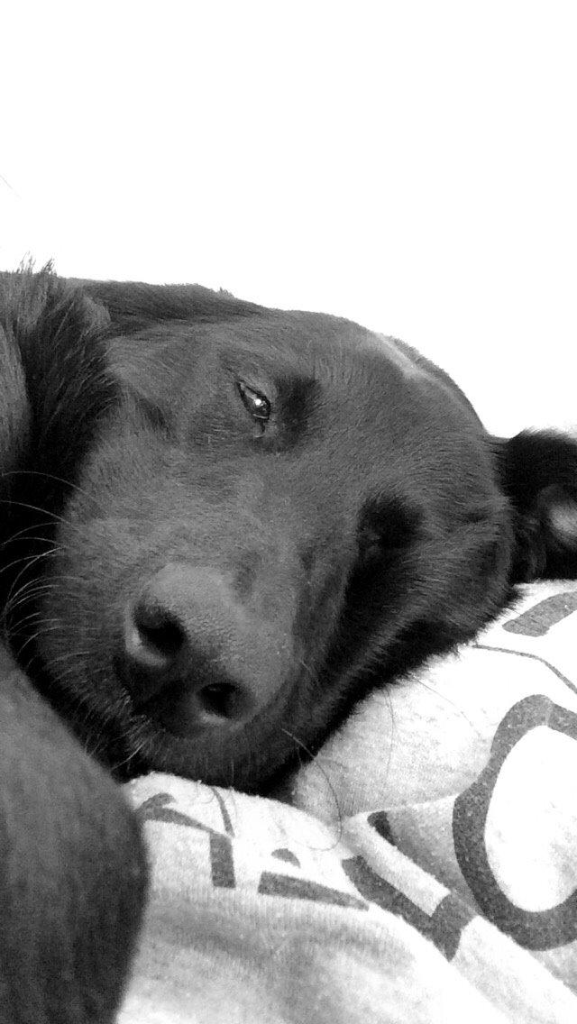 Blanding af racer Bella billede 25