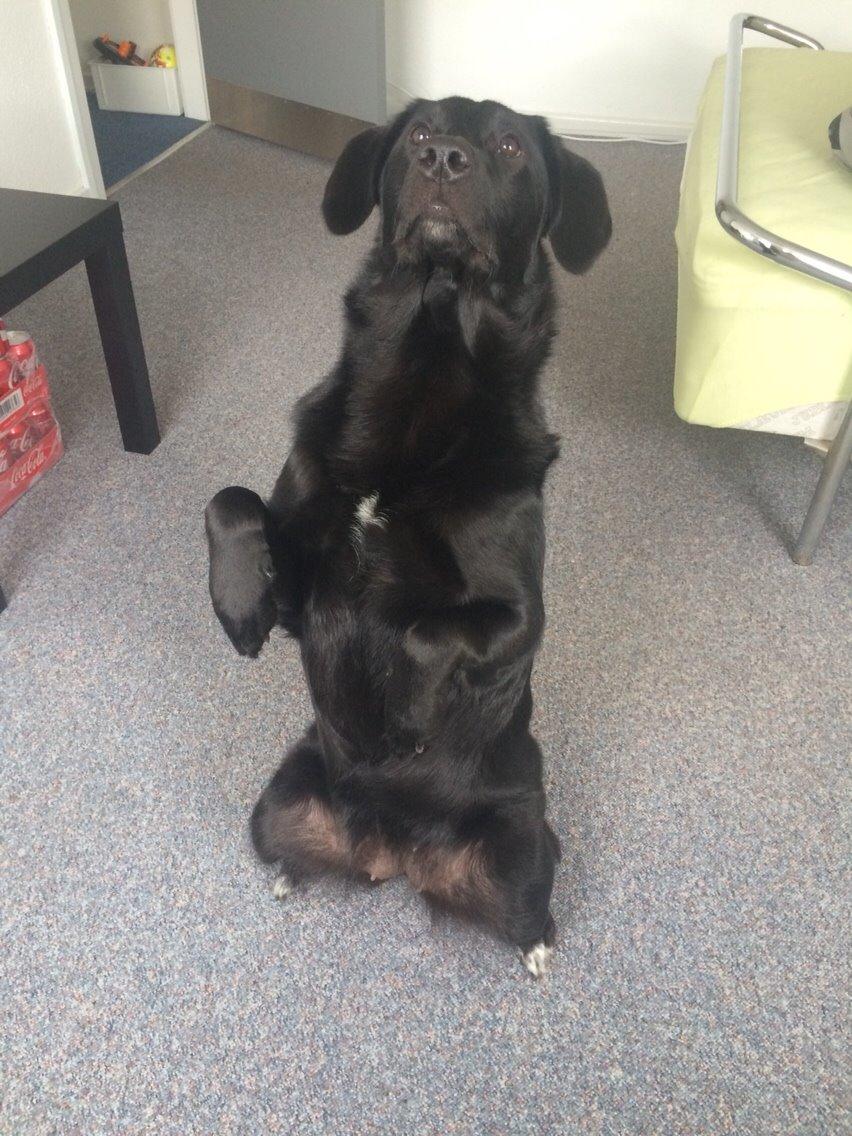 Blanding af racer Bella billede 24