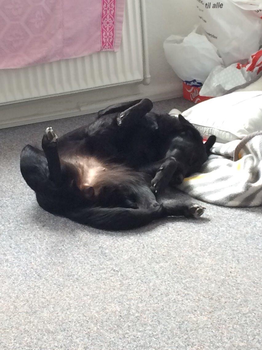 Blanding af racer Bella billede 27