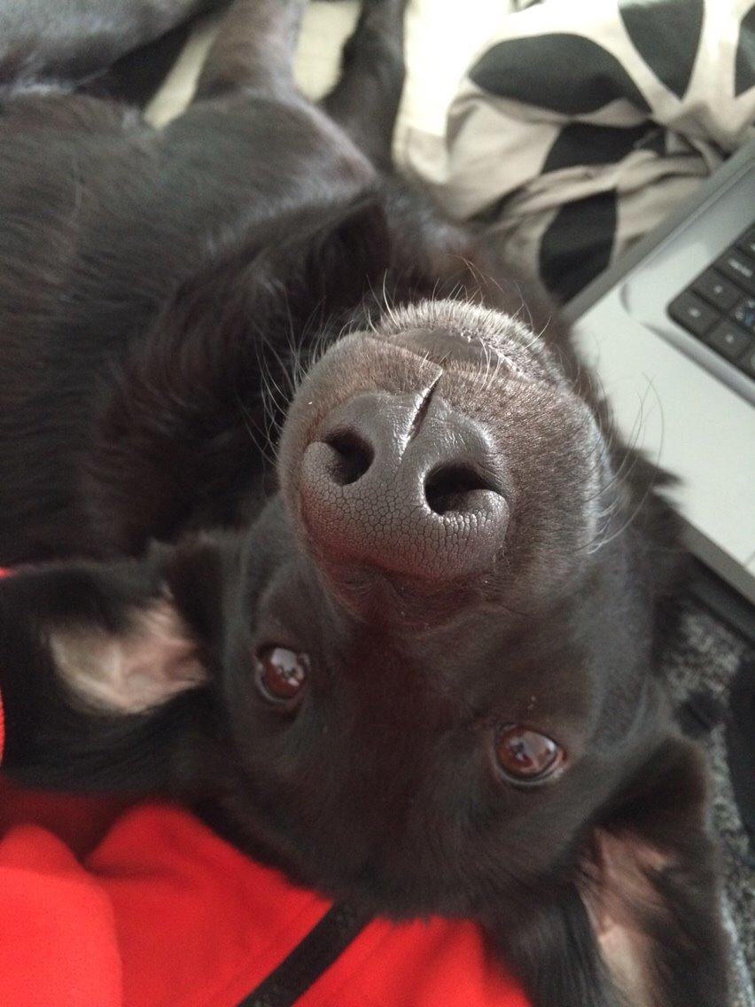 Blanding af racer Bella billede 29