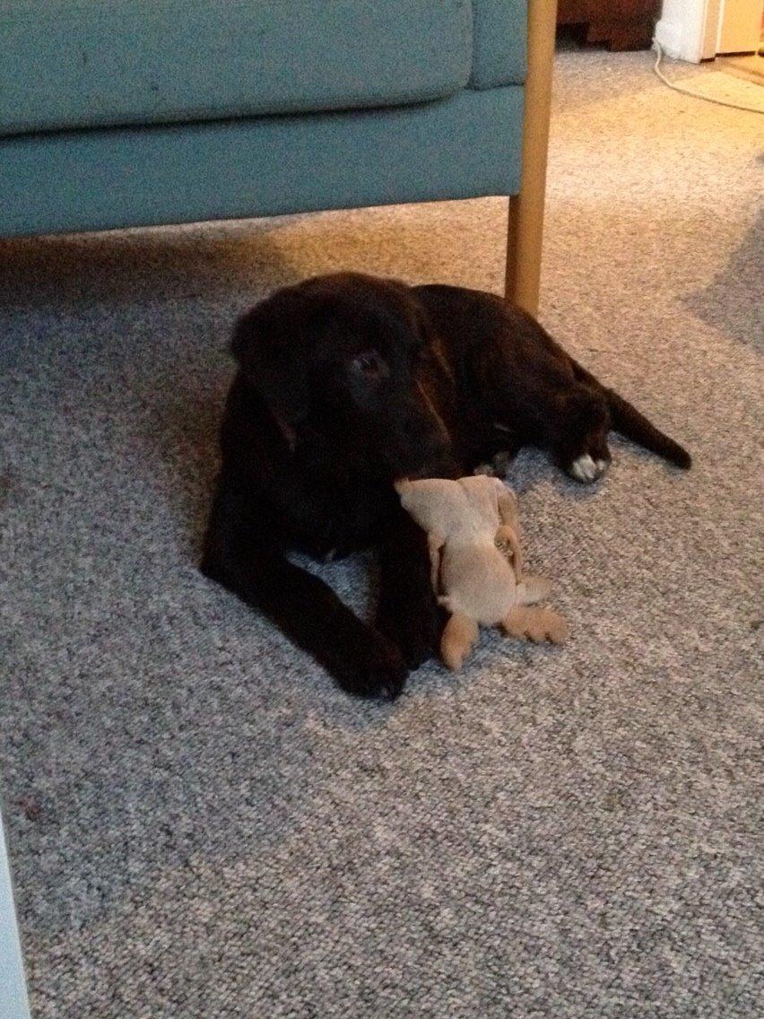 Blanding af racer Bella billede 28