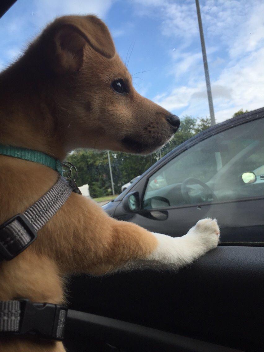 Blanding af racer Kenzo billede 30