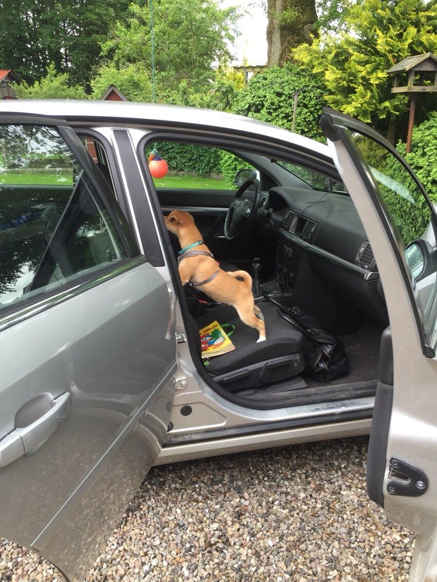 Blanding af racer Kenzo billede 29