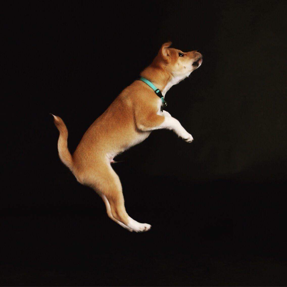 Blanding af racer Kenzo billede 31