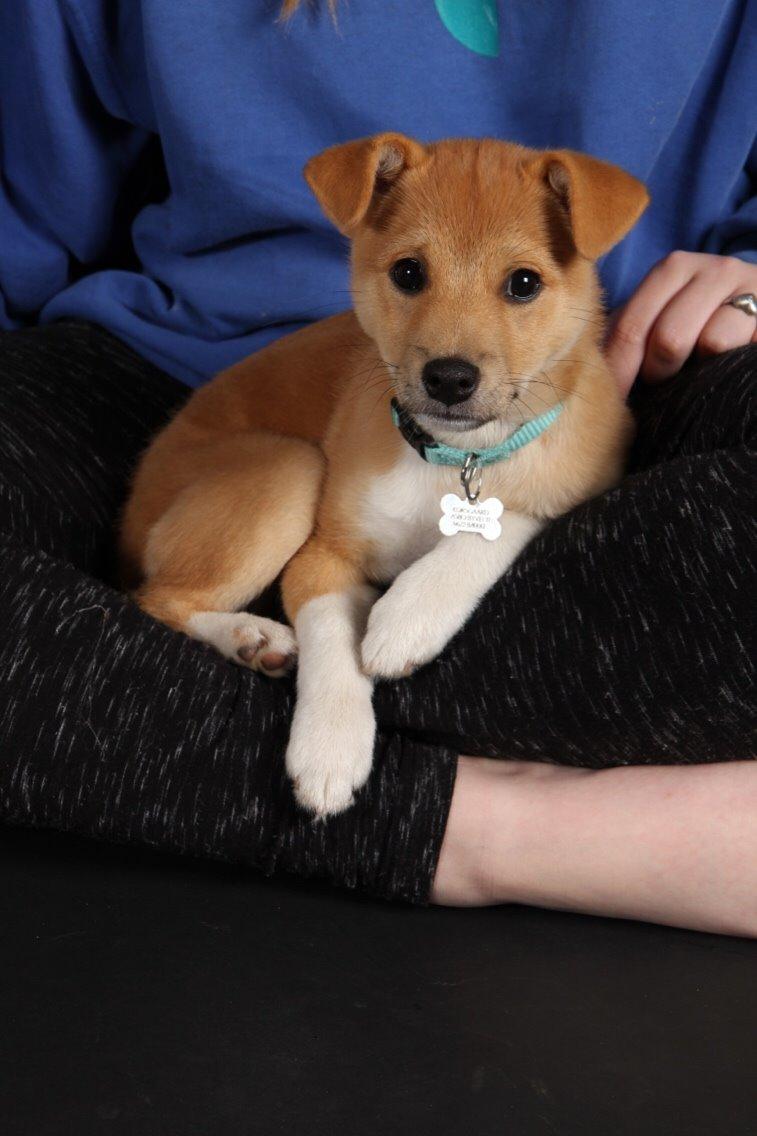 Blanding af racer Kenzo billede 33