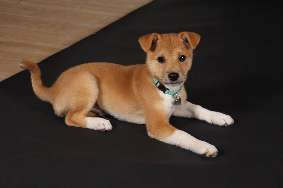 Blanding af racer Kenzo billede 35