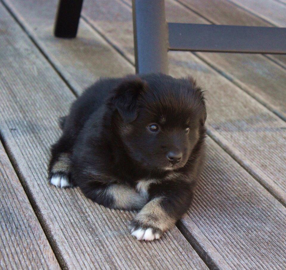 Islandsk fårehund Ásdis billede 5