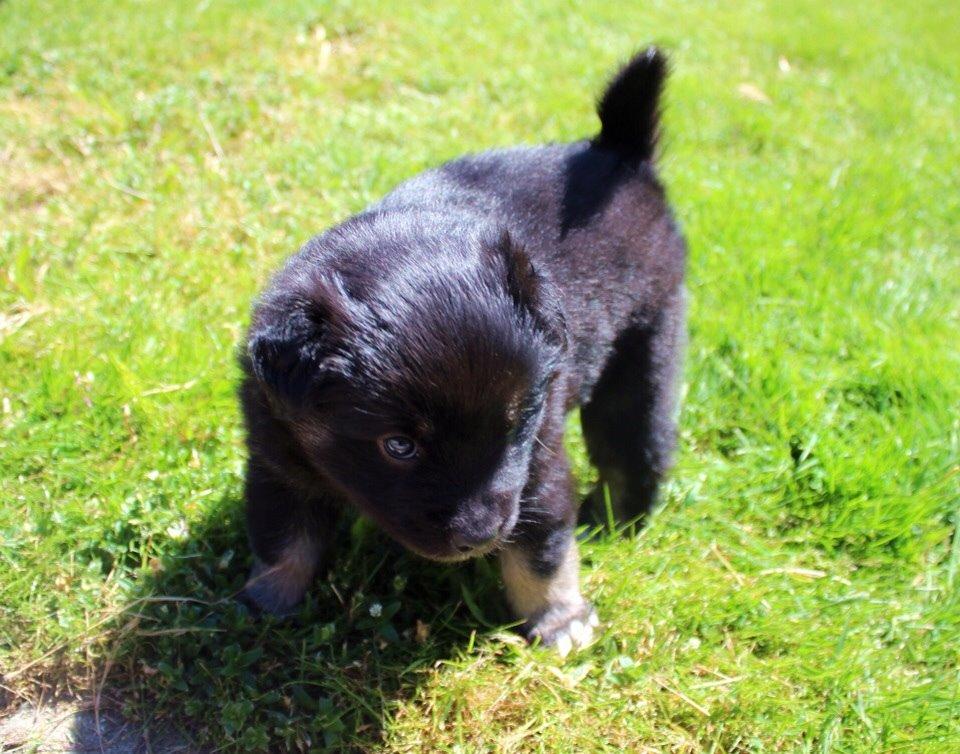 Islandsk fårehund Ásdis billede 8