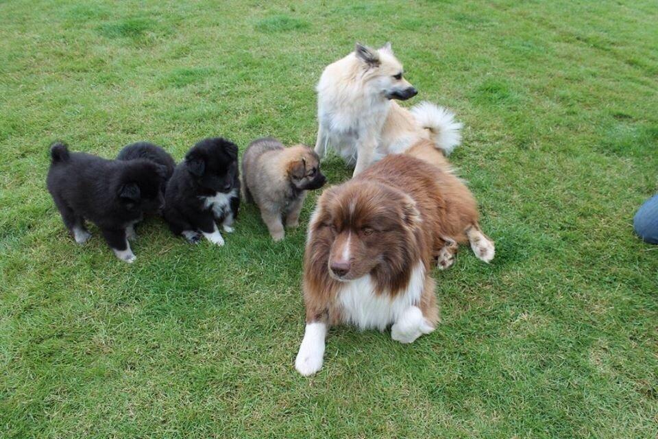 Islandsk fårehund Ásdis billede 16