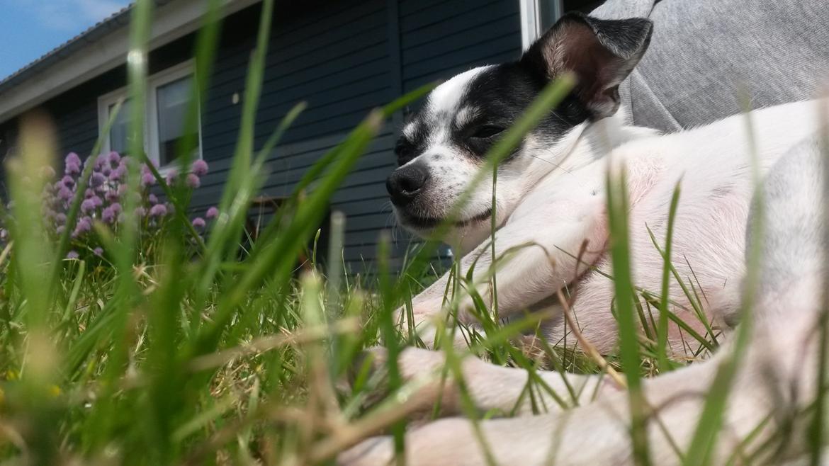Chihuahua Sputnik billede 22