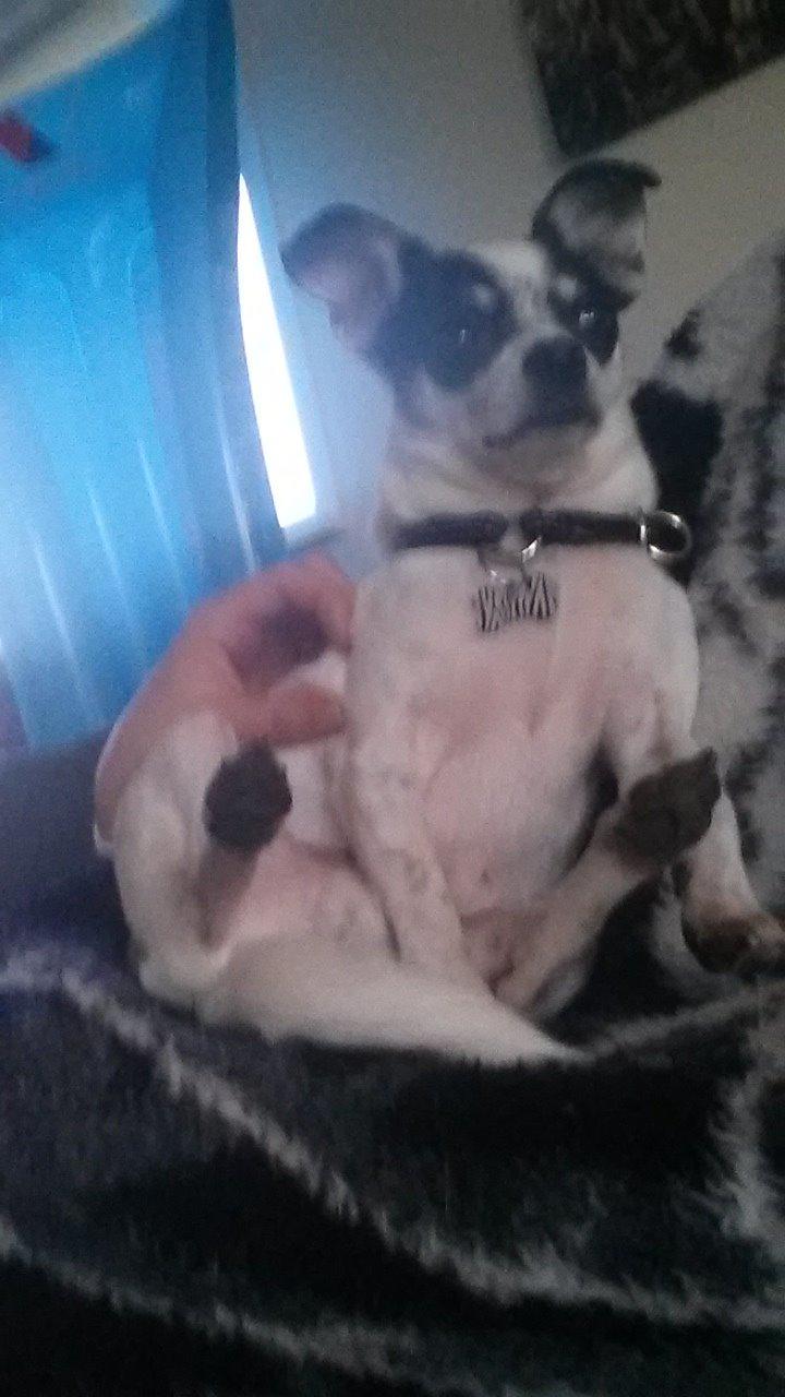 Chihuahua Sputnik billede 23
