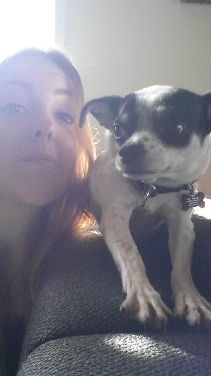 Chihuahua Sputnik billede 25