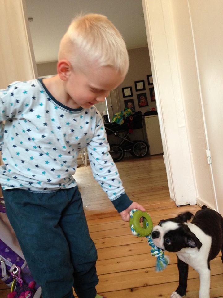 Boston terrier Viggo billede 12