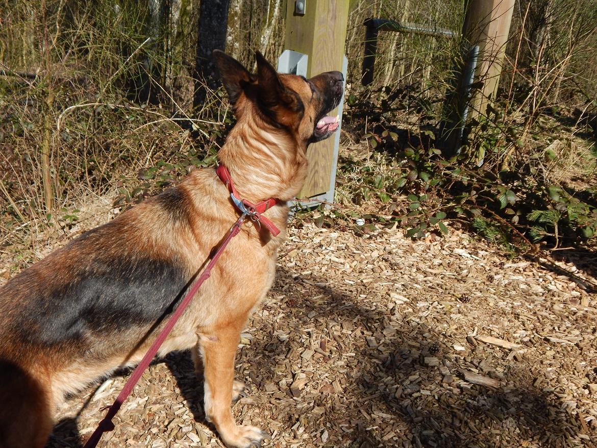 Schæferhund Nala billede 1