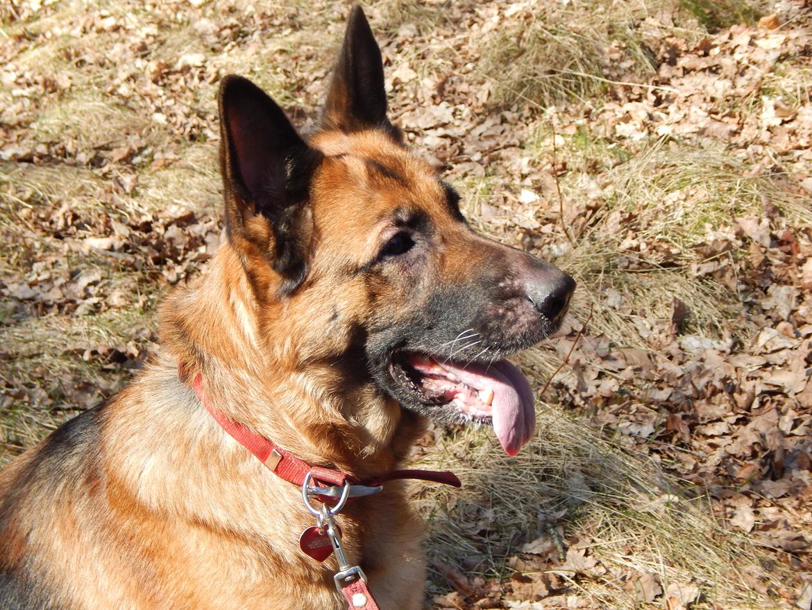 Schæferhund Nala billede 3