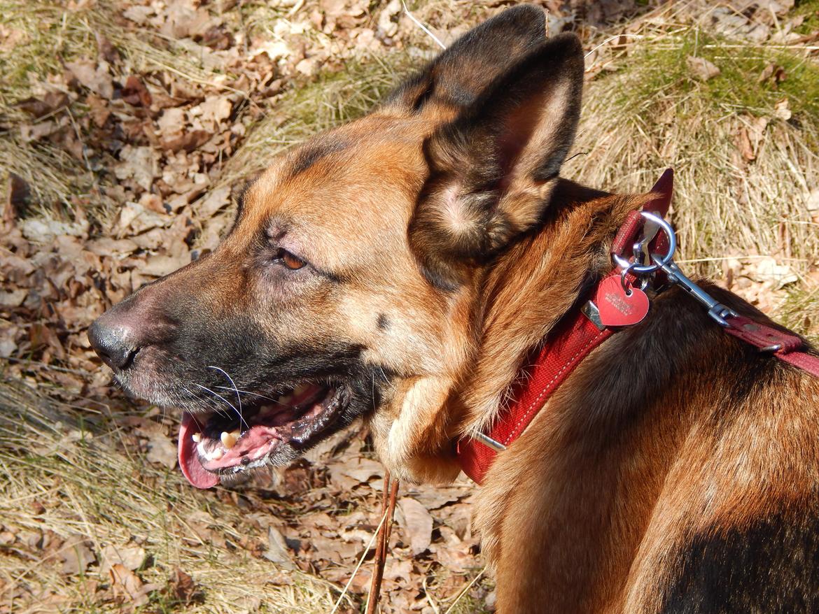 Schæferhund Nala billede 2