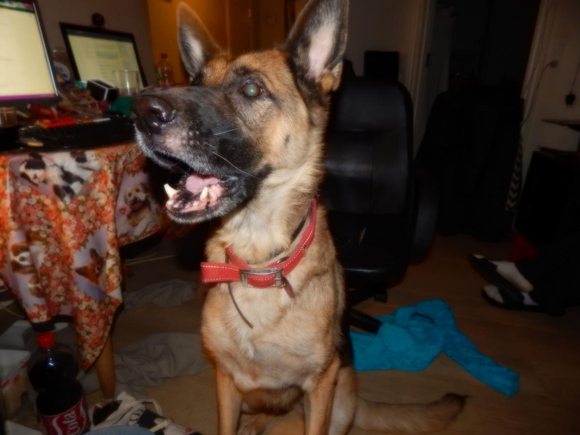 Schæferhund Nala billede 4